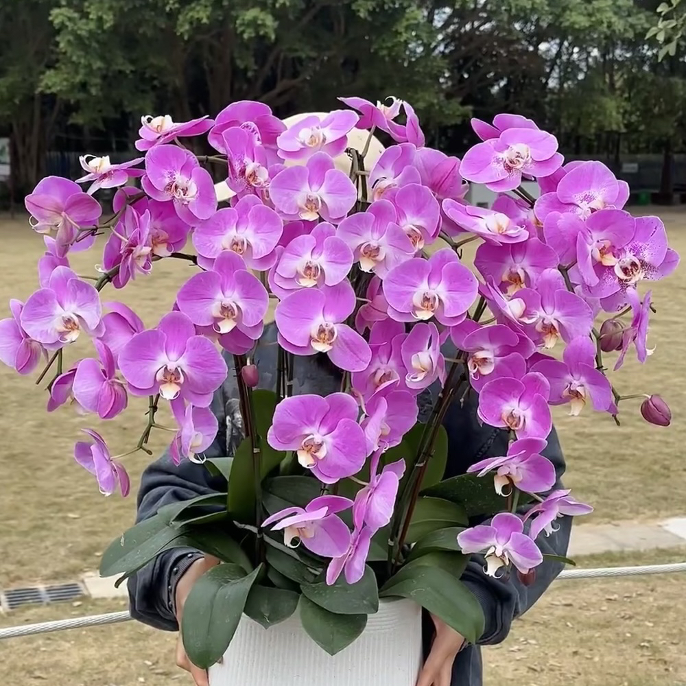 《新疆包邮》名贵淡雅色粉宝图单花剑蝴蝶兰花、花苗妥妥对版