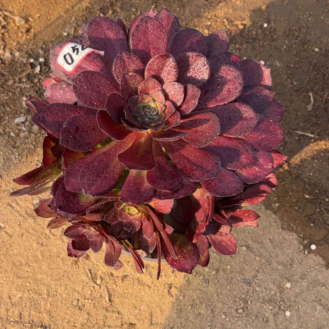 052多肉植物花花公子