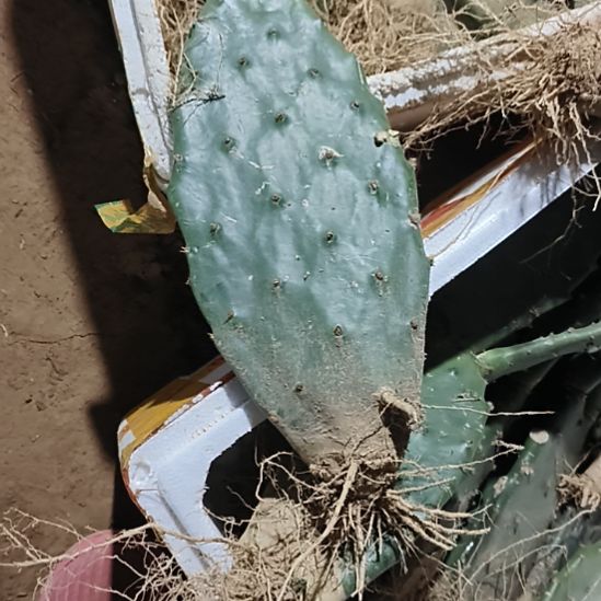 :***空黄大刺一颗脱土发货