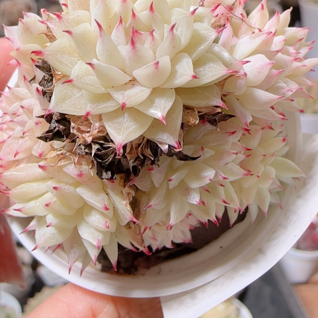 花语多肉1210-121散