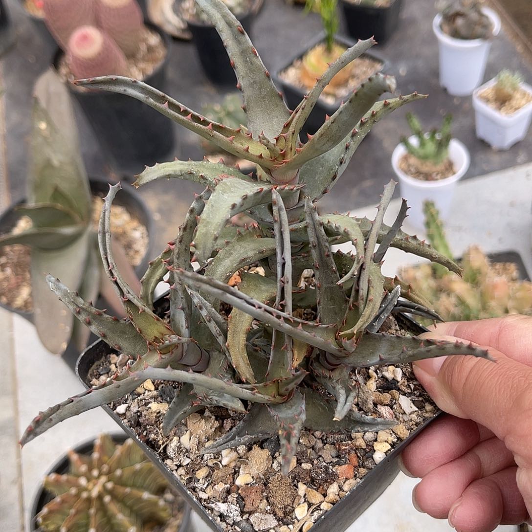 卡萨帝芦荟一物一拍