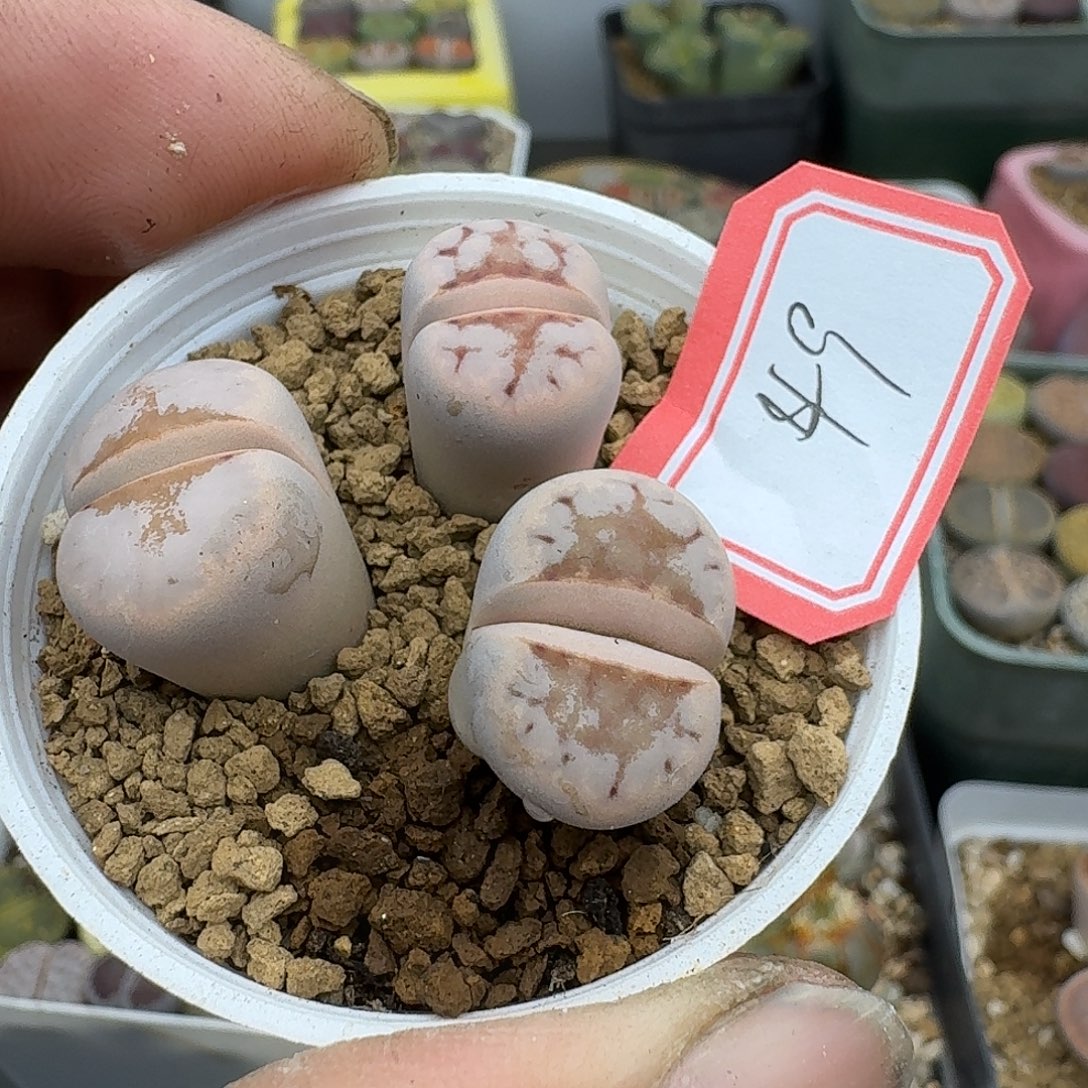 49多肉哈哈哈哈宝贝吧