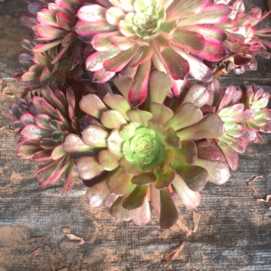 招*喵多肉植物紫月w 257