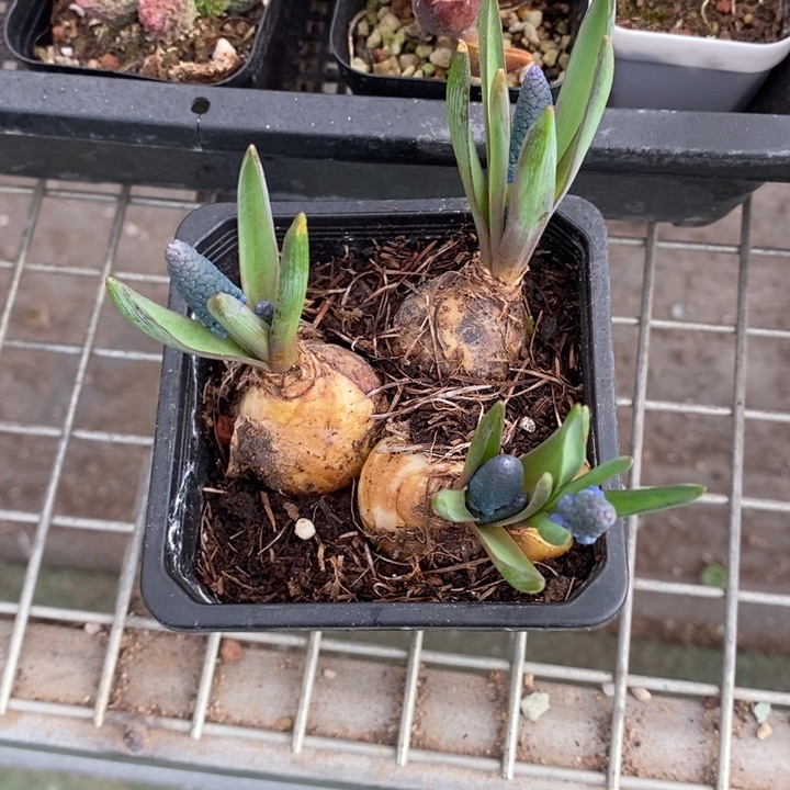 伯克利和格蕾纳等著名音乐