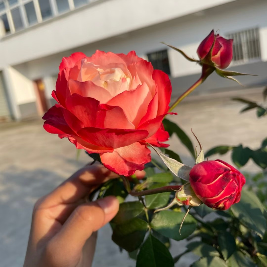 苹果运气，复色渐变微包型美人尖多头丰花扦插中苗月季