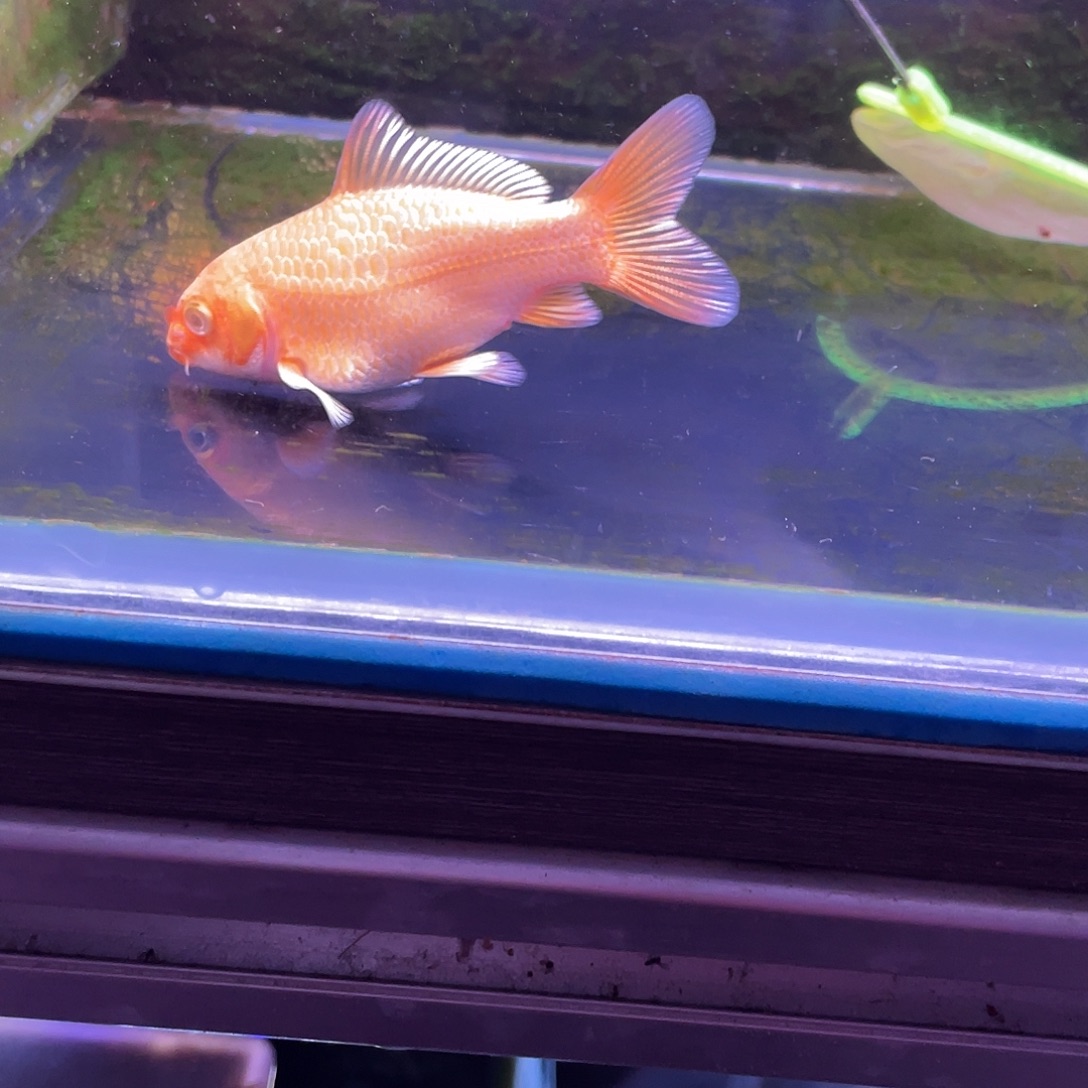 大***元海水鱼蝴蝶里蝴蝶里蝴蝶里