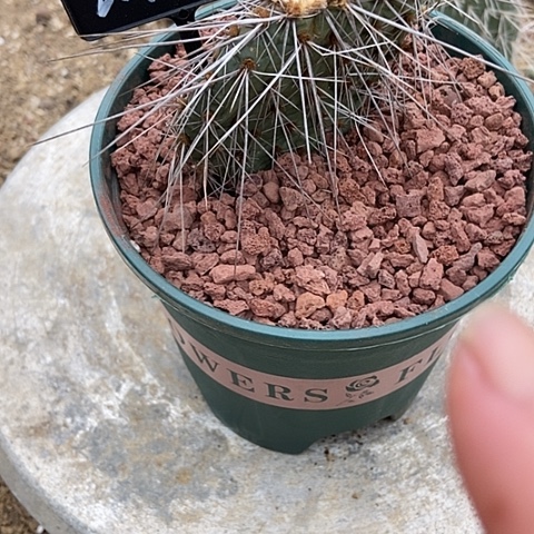 雨***！仙人掌汉堡包一片无根