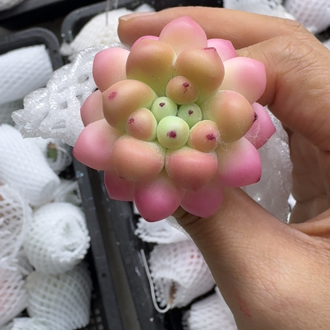 树脂24号哦哦哦哦哦哦哦