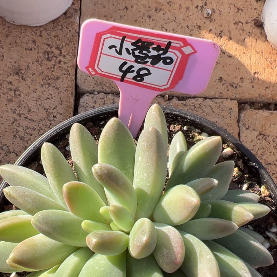 小***）我也要努力去实现，小番茄48