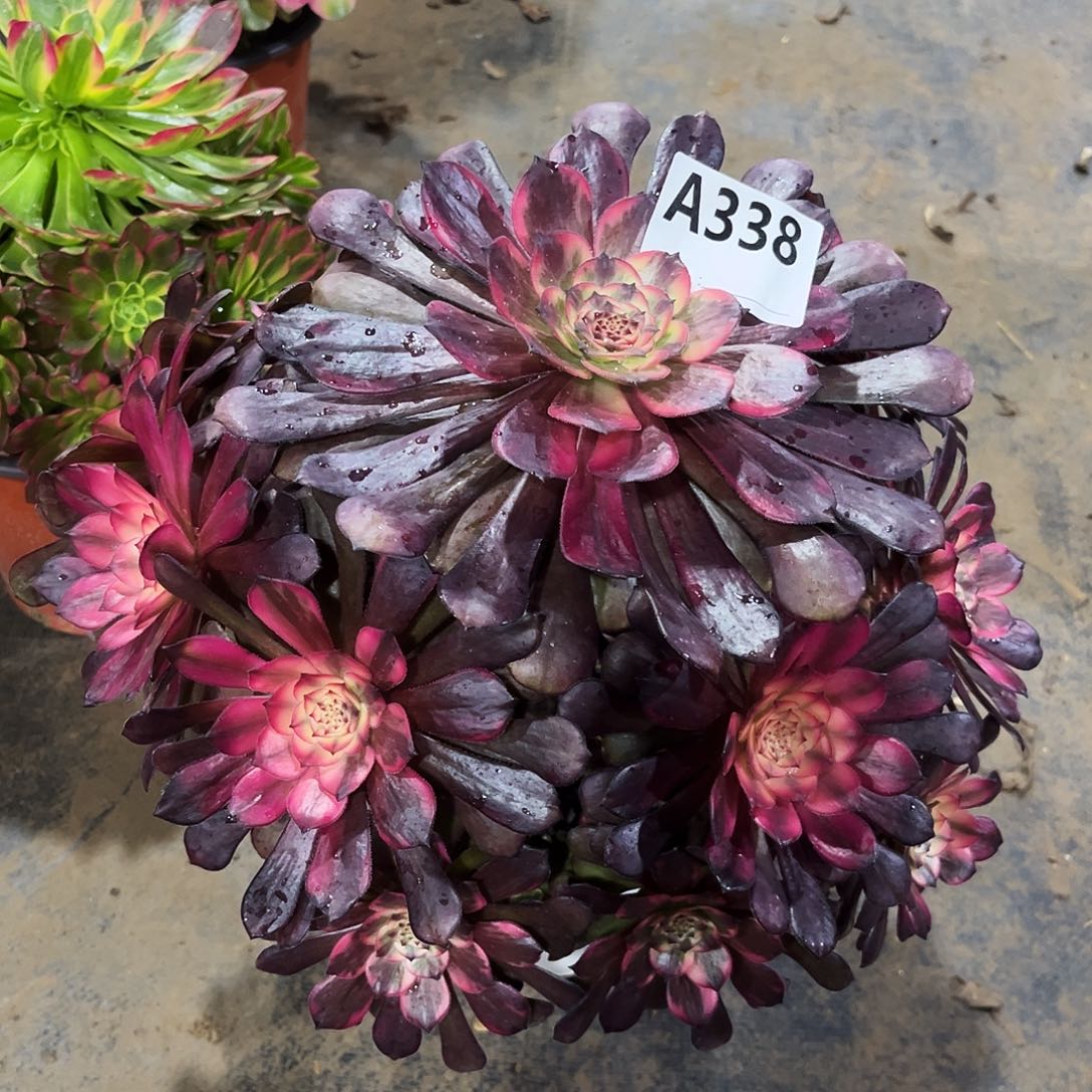 多肉植物烟花338多肉