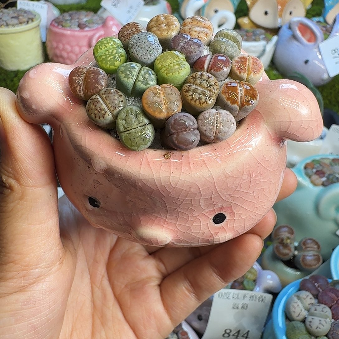 多肉植物福利冲883