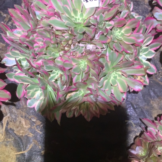 多肉植物女巫402