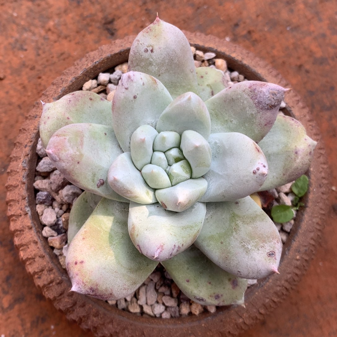 拇指，2月8日发货