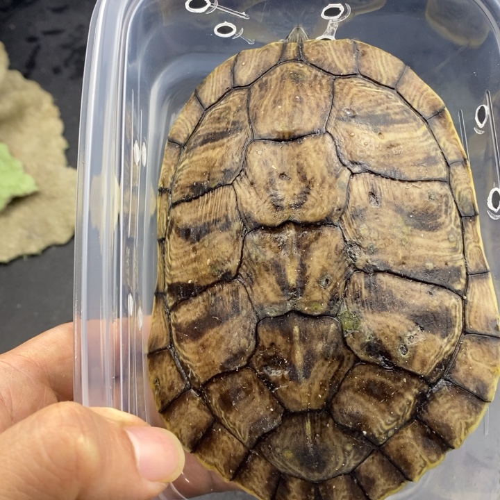 巴西彩龟母666666