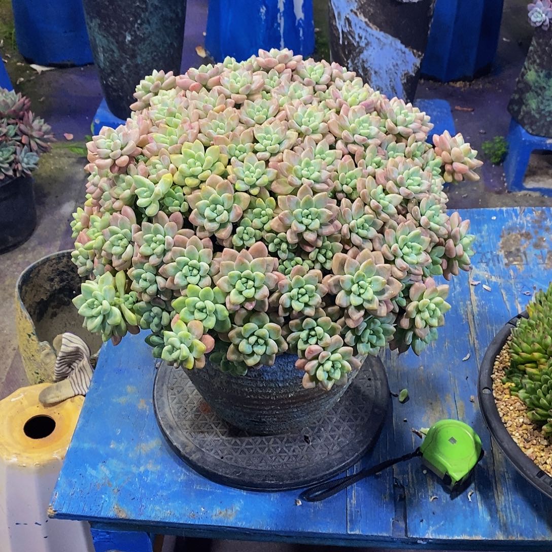 奶酪蛋糕带盆物流自理