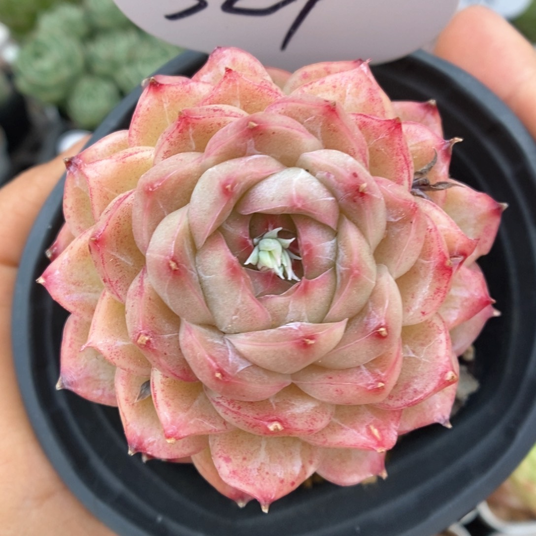 女王玫瑰母本可拍321号 