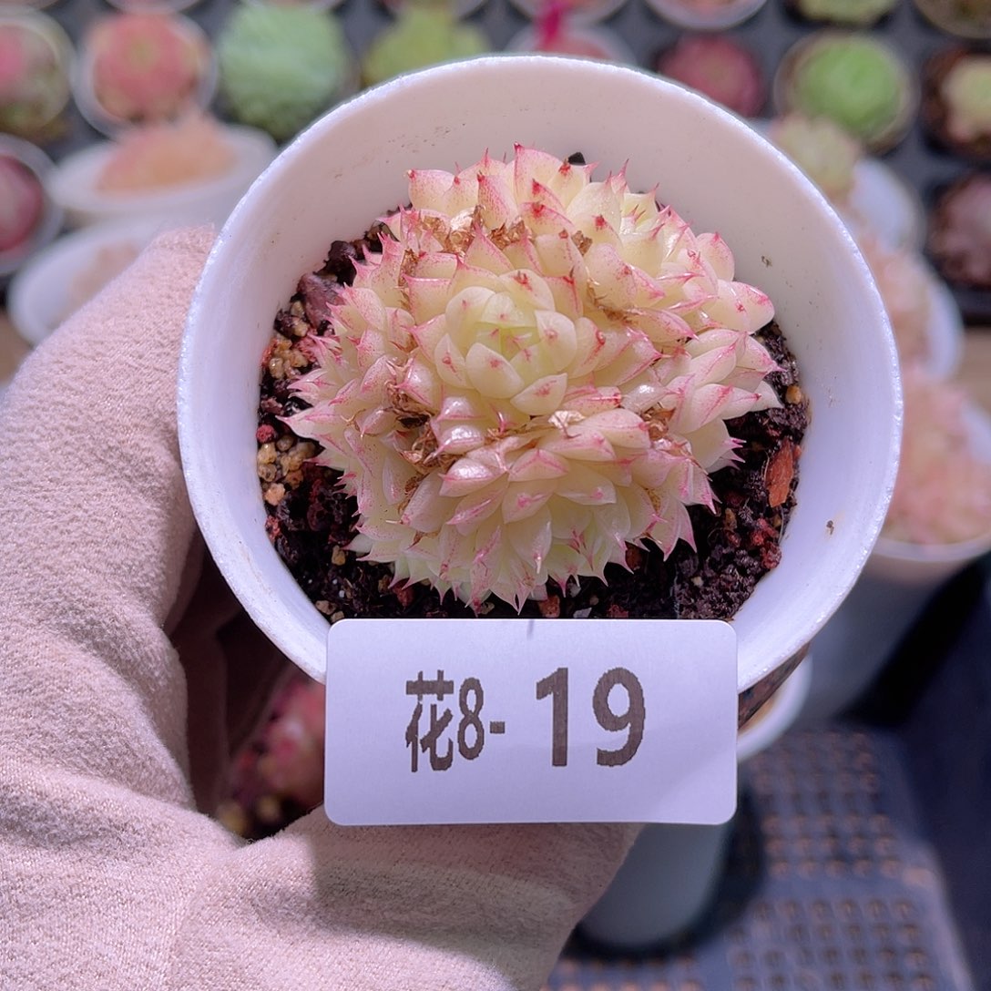 花利美8-19海王群