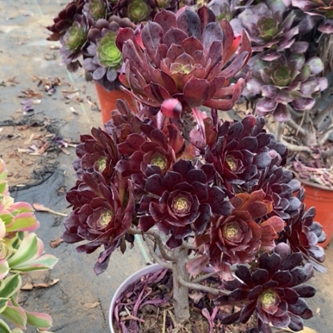 铜壶变异多肉植物003