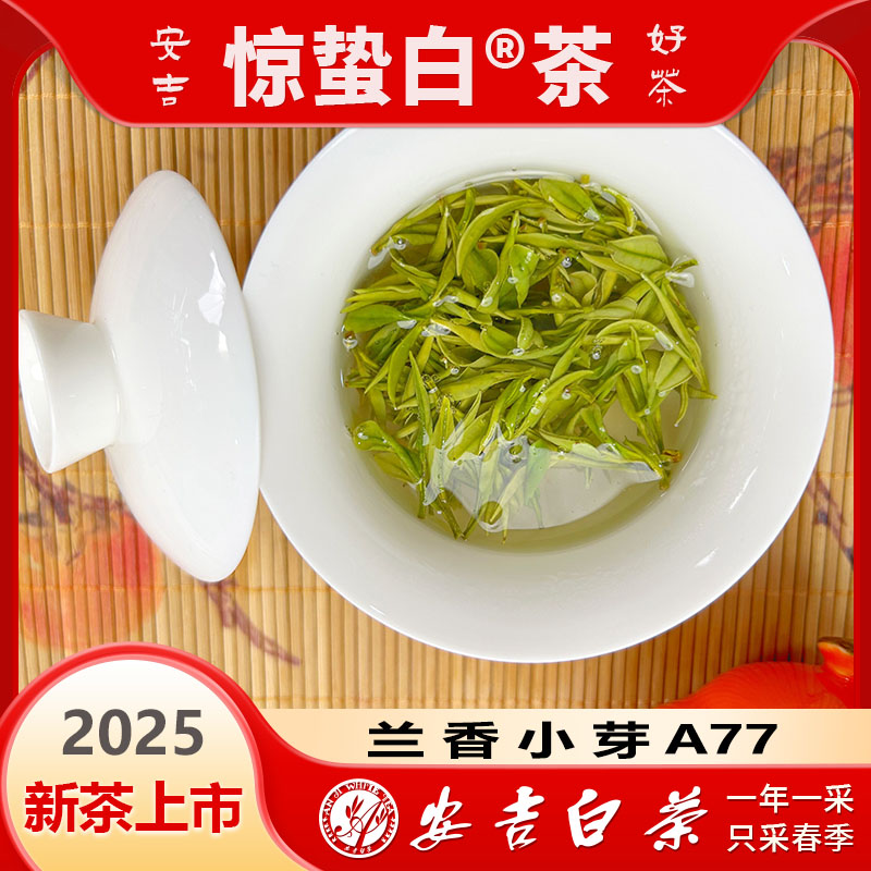 【2025新茶】A77安吉原产地鲜爽珍稀茶叶黄金芽绿茶白茶浓郁佳品