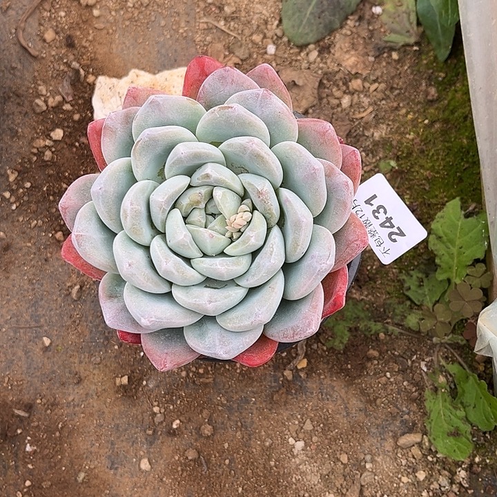 飒***飒阿雅园艺。   2431