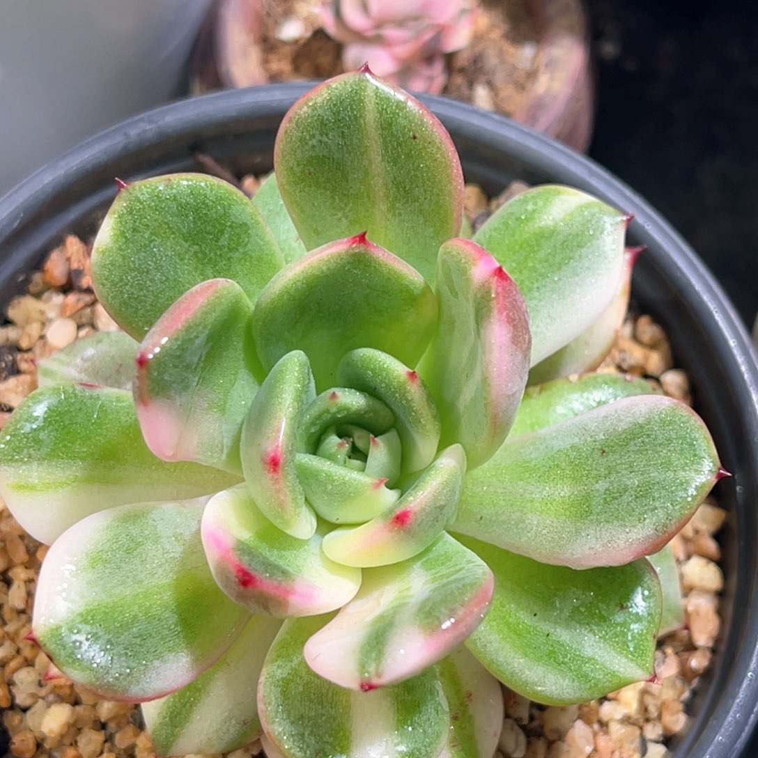 多肉特价佛朗明戈锦