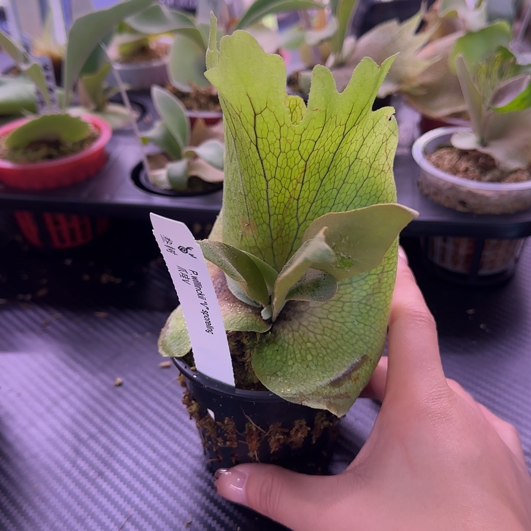 爪哇v鹿角蕨孢子苗