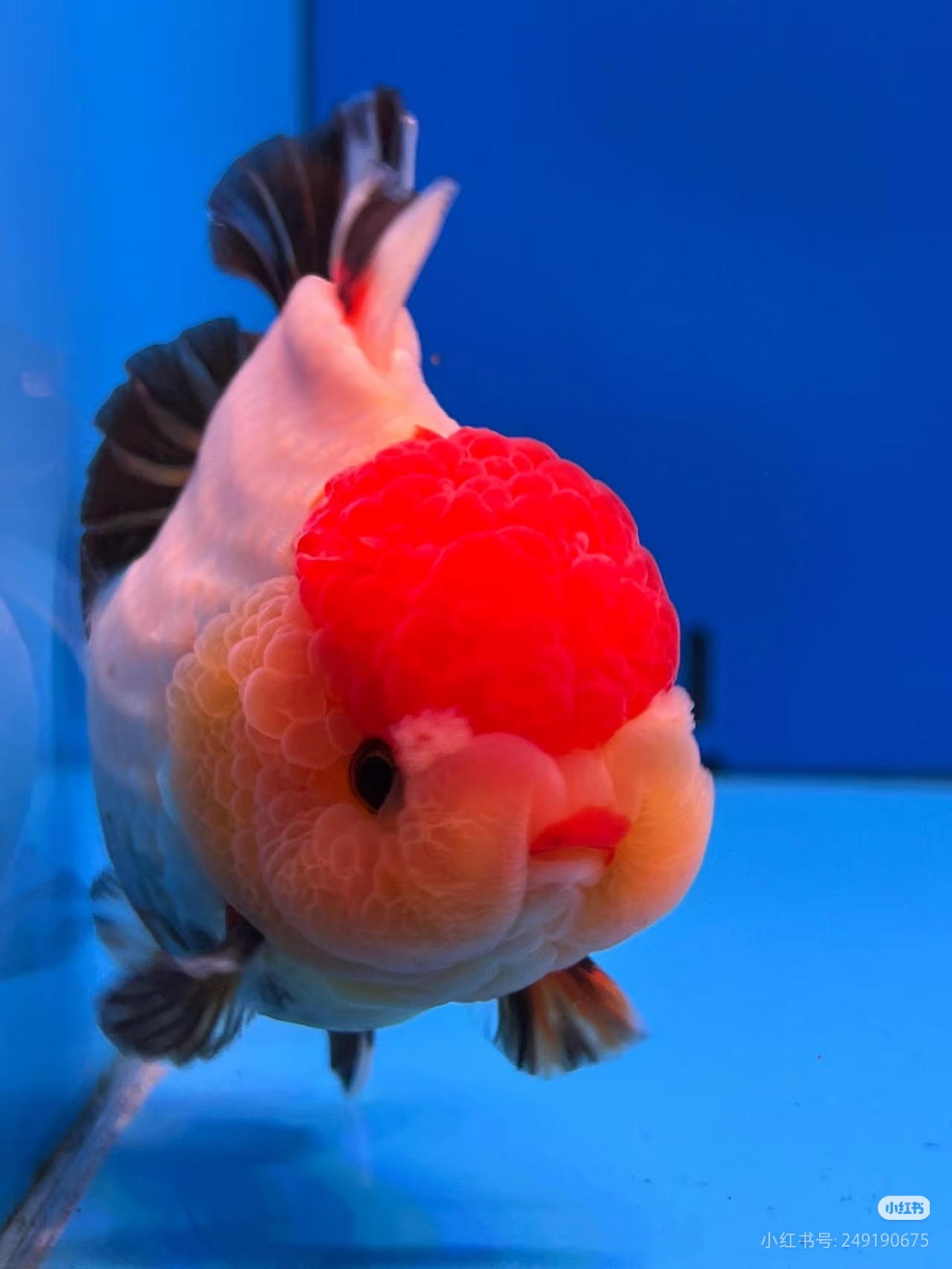 通拍 精品泰狮 13到15厘米5条 开箱必须录视频不挑不选（备注无效）