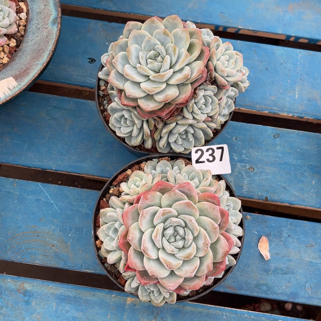 宣***宣237号新疆西藏内蒙古不包邮