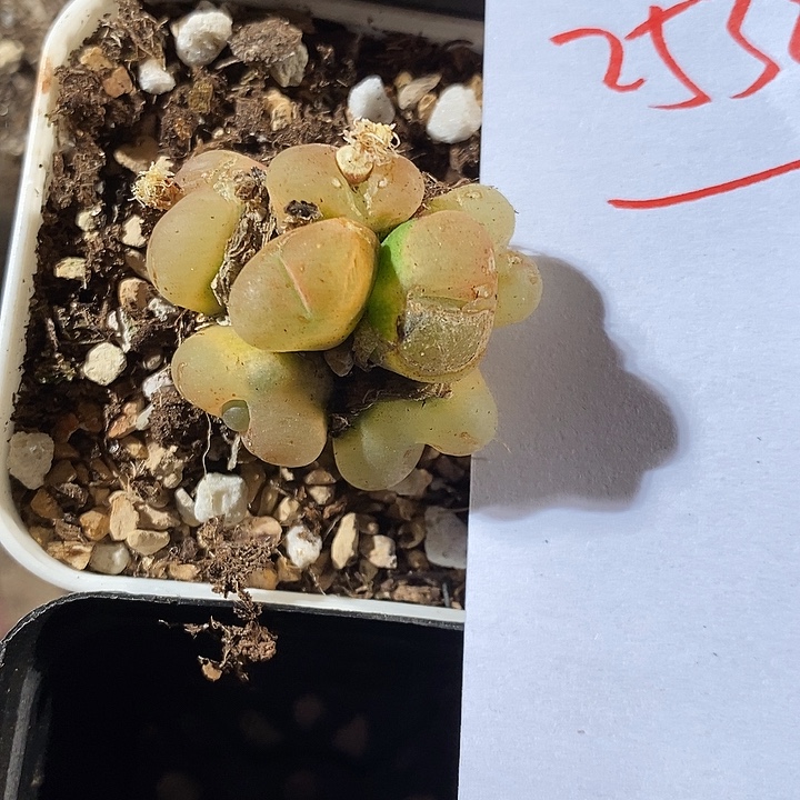 25384。   一颗。    群生。  