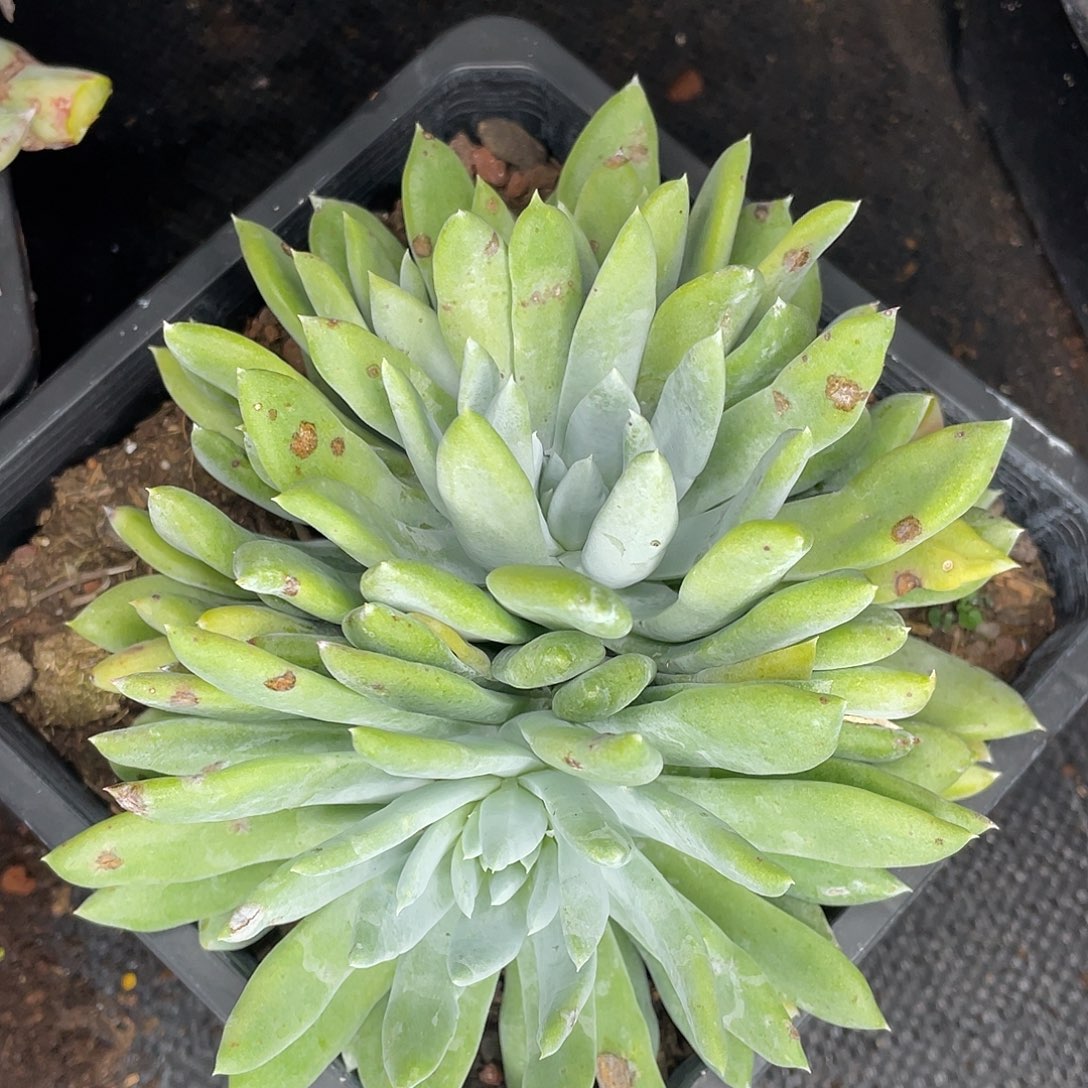 红帕多头老桩10804