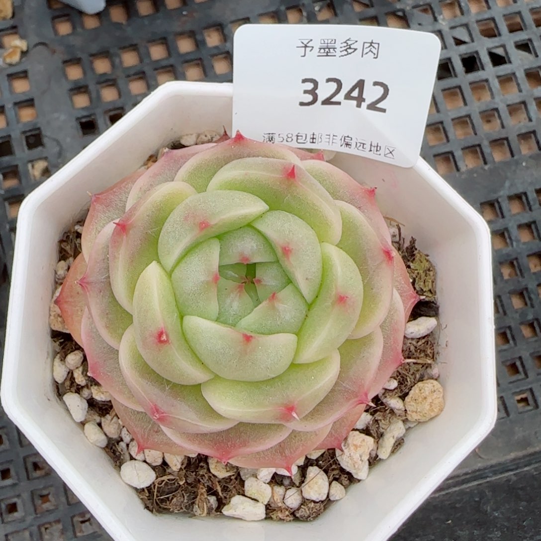 绿包子，3242多肉