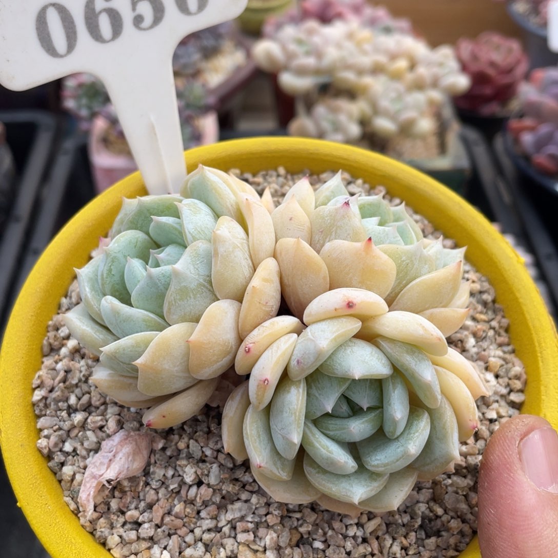 0656劳林不带盆9厘米