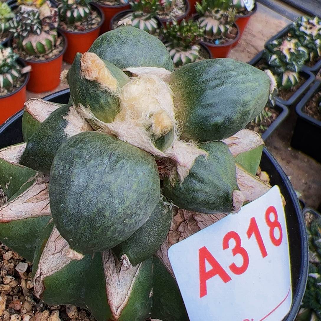 蛋尤青瓷牡丹318