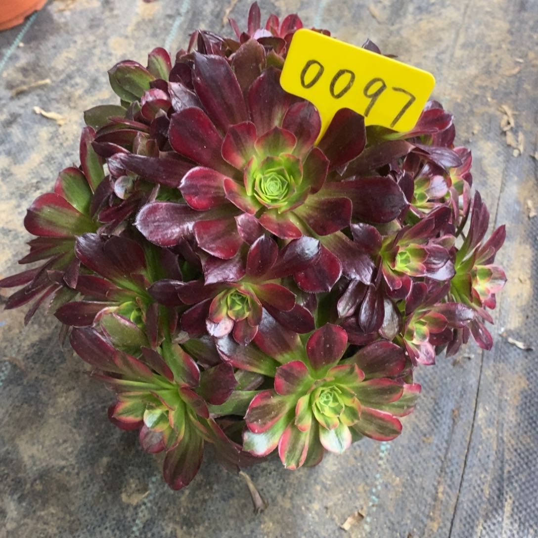 0097安娜一物一拍照片