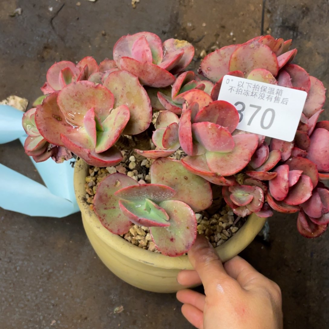 黑大帅多肉370秀妍