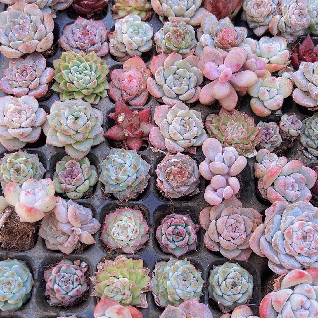 穴盘杂128颗带托盘无售后