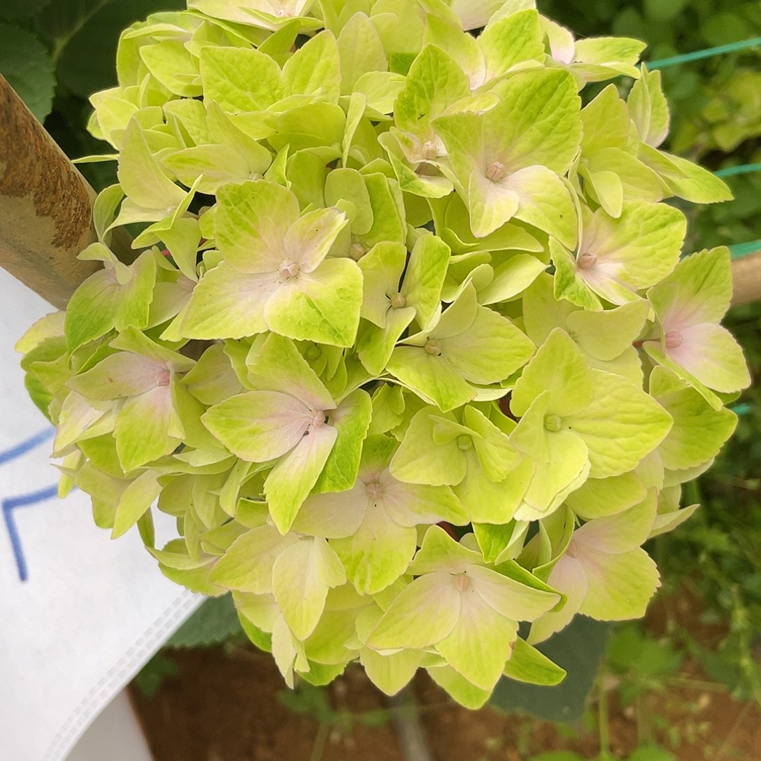 绣球切花一物一拍3枝起包邮，71