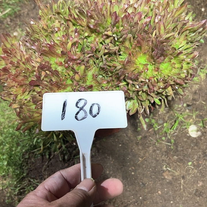 多肉植物红珊瑚缀花