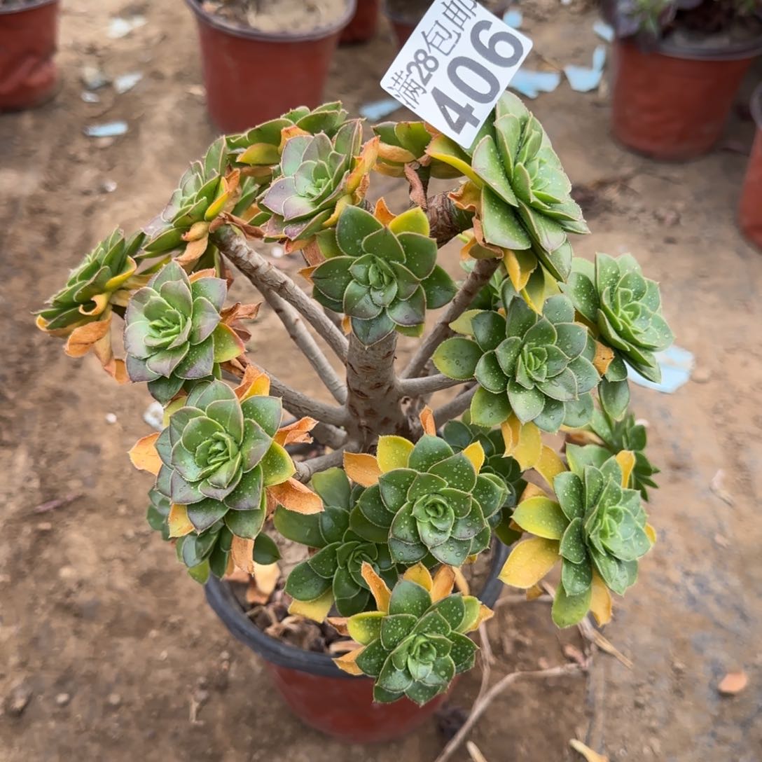 绿豆多肉406满28包邮断枝不包