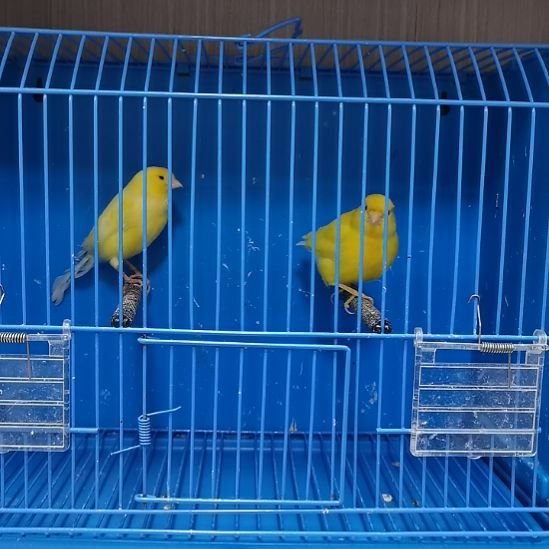 知***秋虎皮鹦鹉虎皮鹦鹉黄彩一公