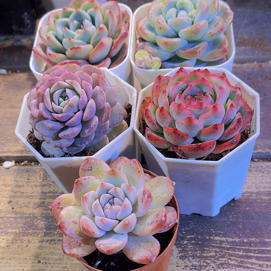 泡芙。冰玉。恩宠。 侧影。阿尔巴