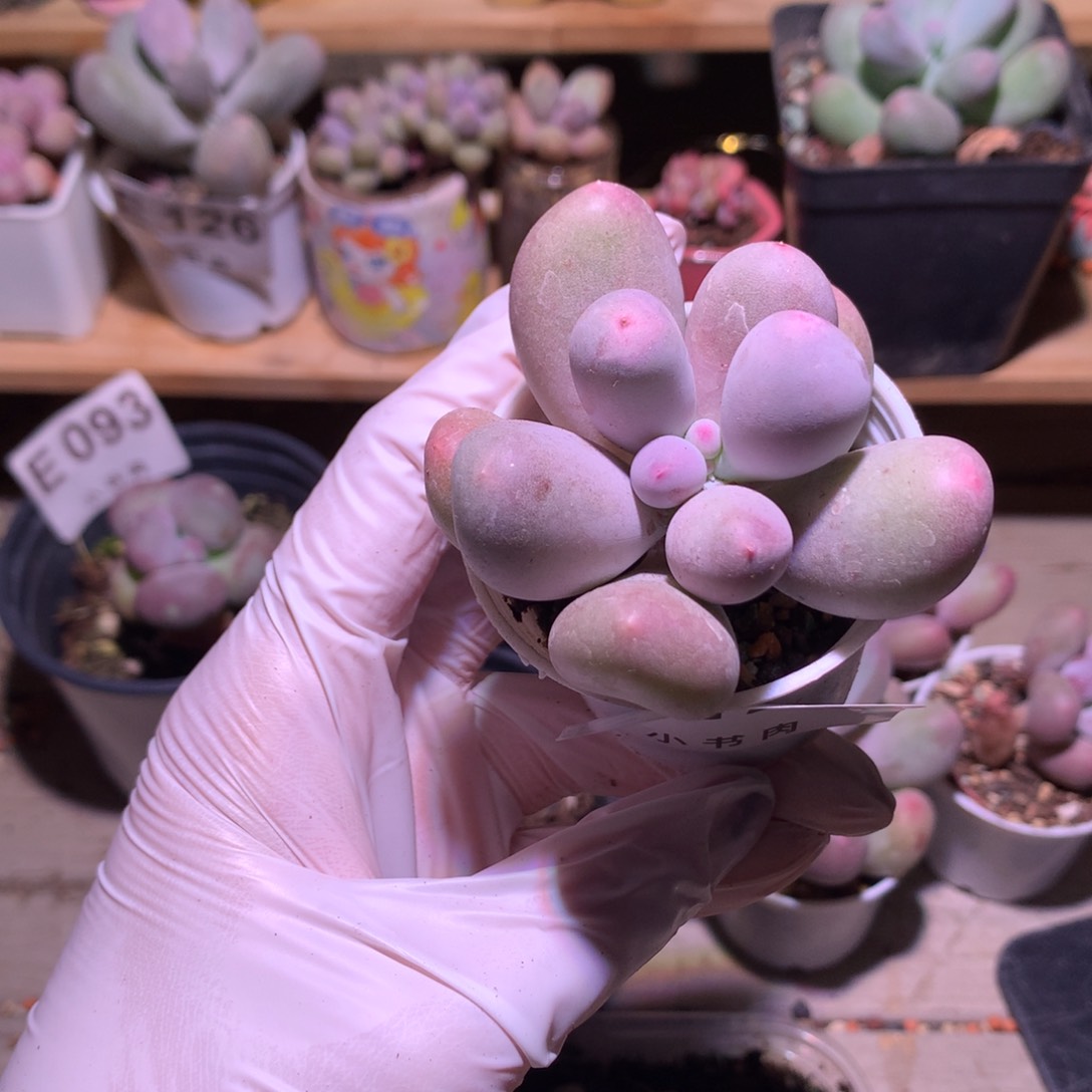 韩国母本米可奶酪多肉