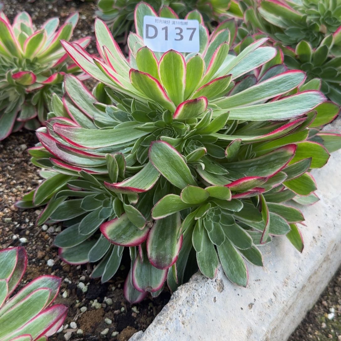 137孔雀翎。 多肉植物