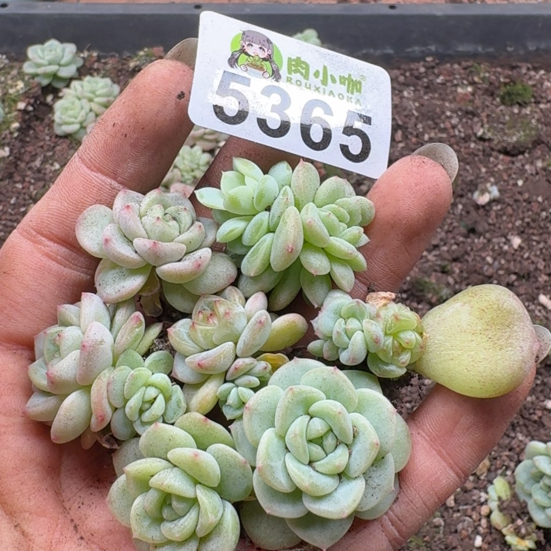 多肉植物多肉植物