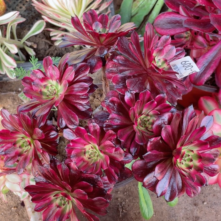 9号美肌多肉12345678