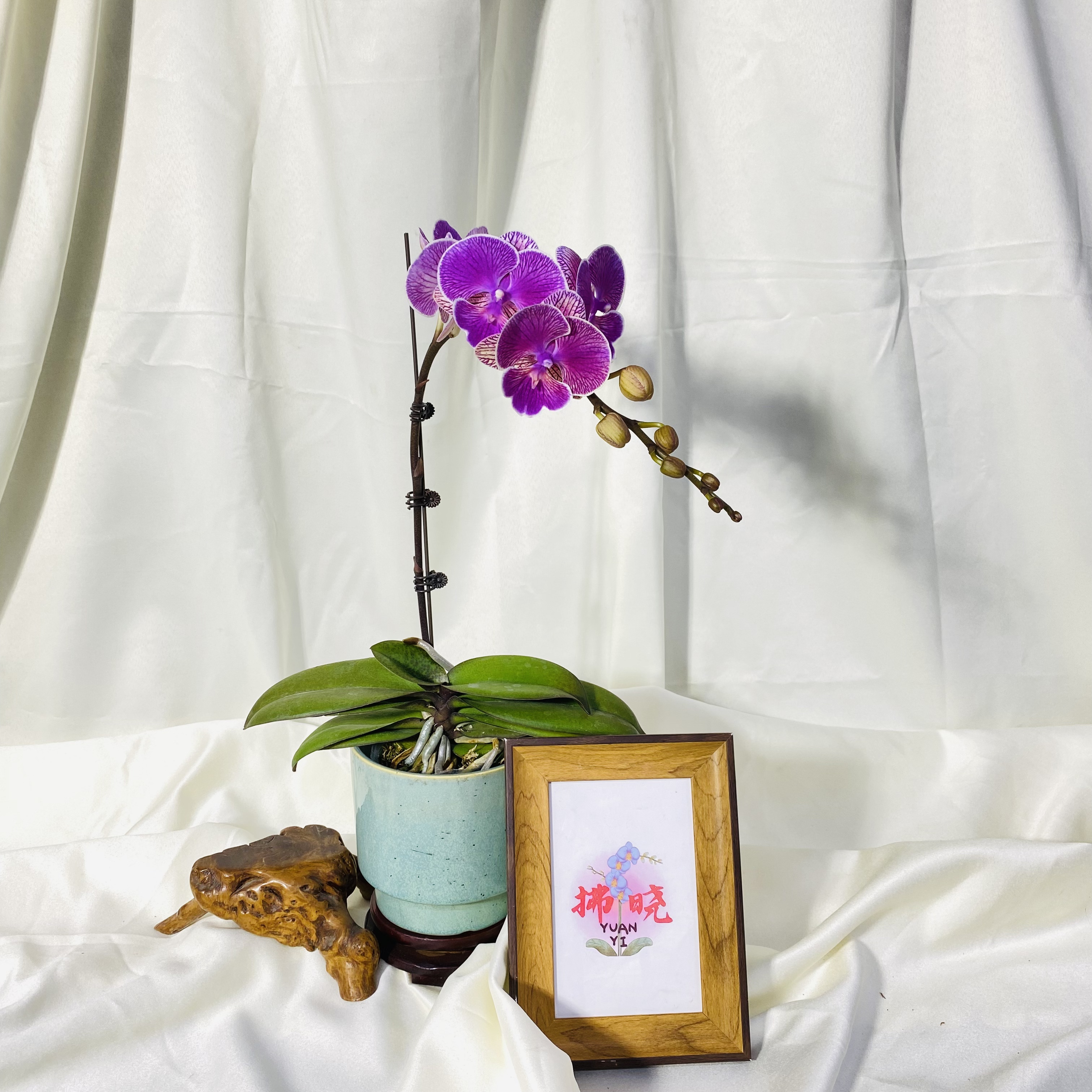 拂晓蝴蝶兰（小性感带花带花苞）开花珠发货