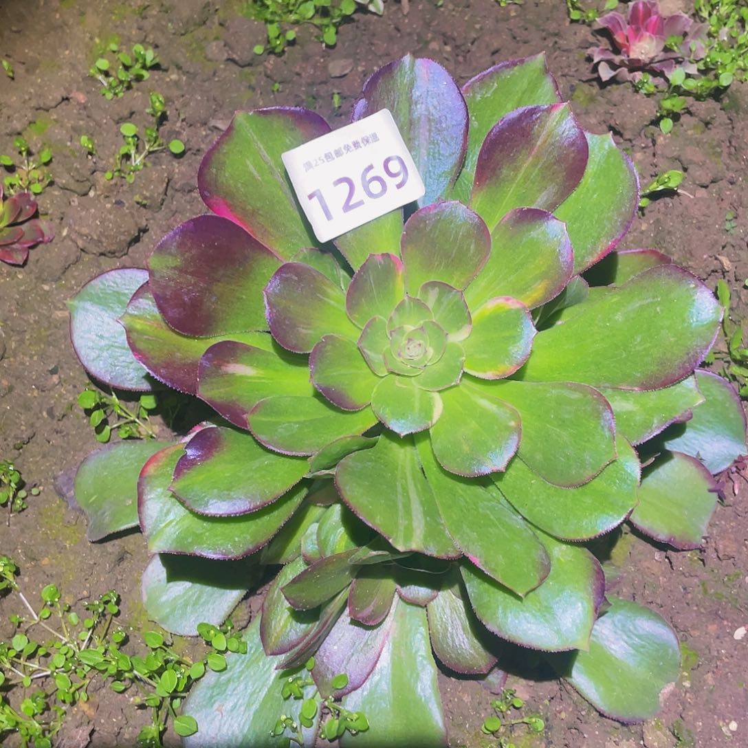 1269韶秀七彩多肉植物