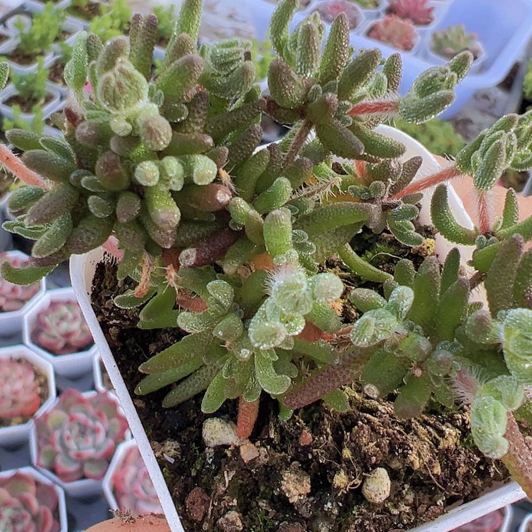 狐狸枝干19包邮多肉
