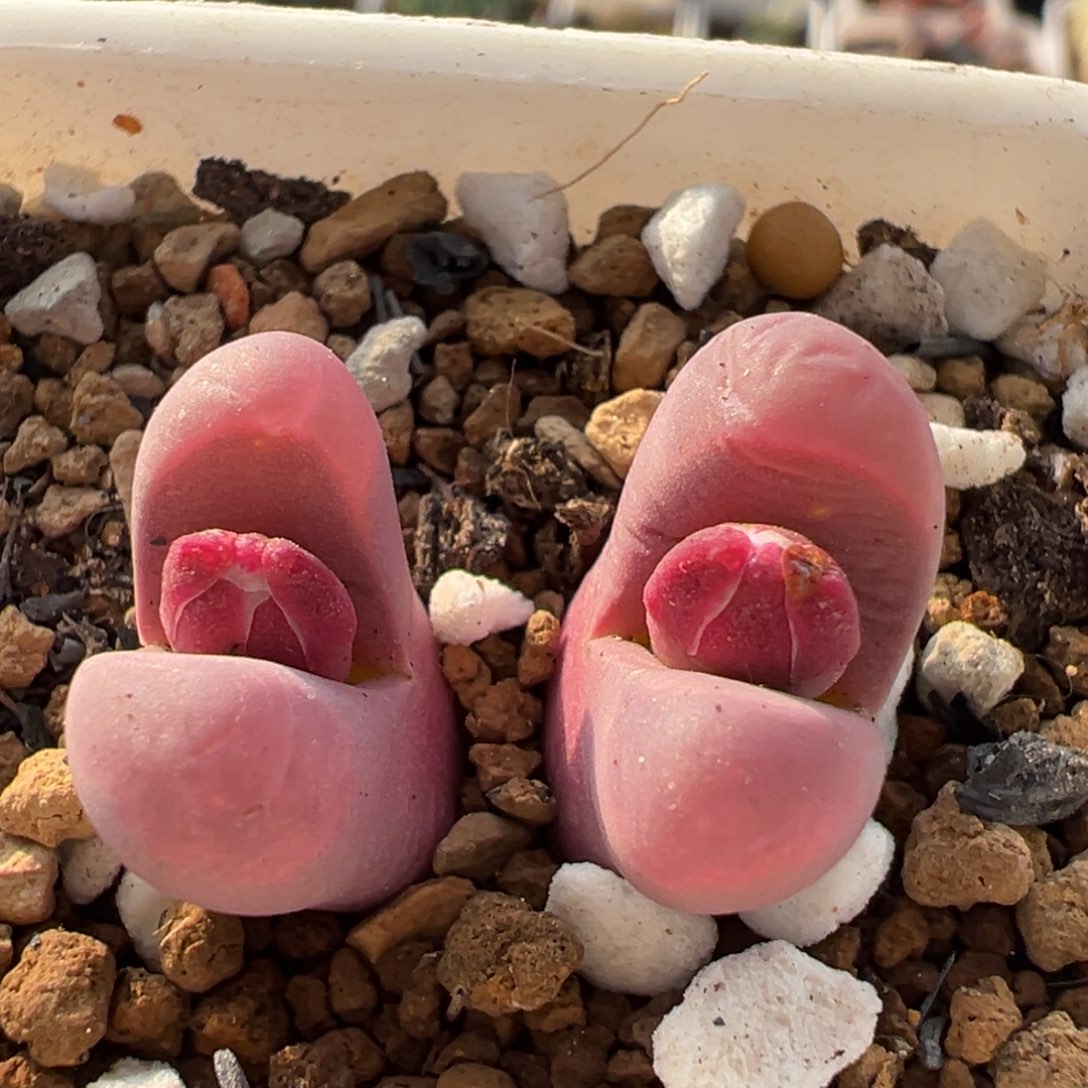 59多肉植物百科植物