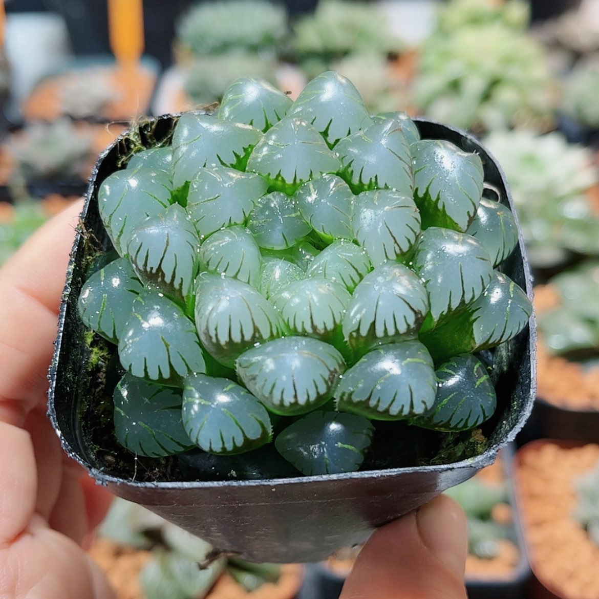 【闪购商品】Ob冰灯